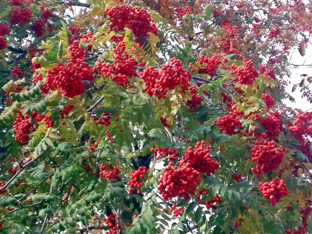 Куст рябины - Galina Solovova