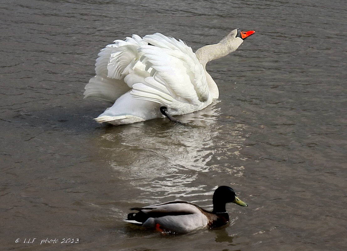 *** - Liudmila LLF *** - Liudmila LLF