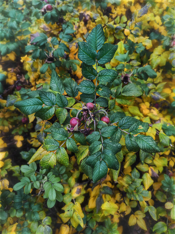 Осень - AZ east3