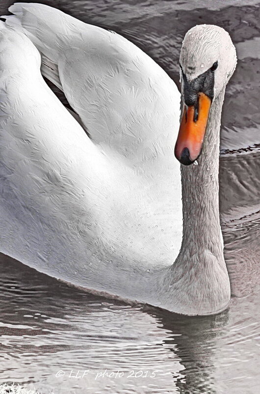 *** - Liudmila LLF *** - Liudmila LLF