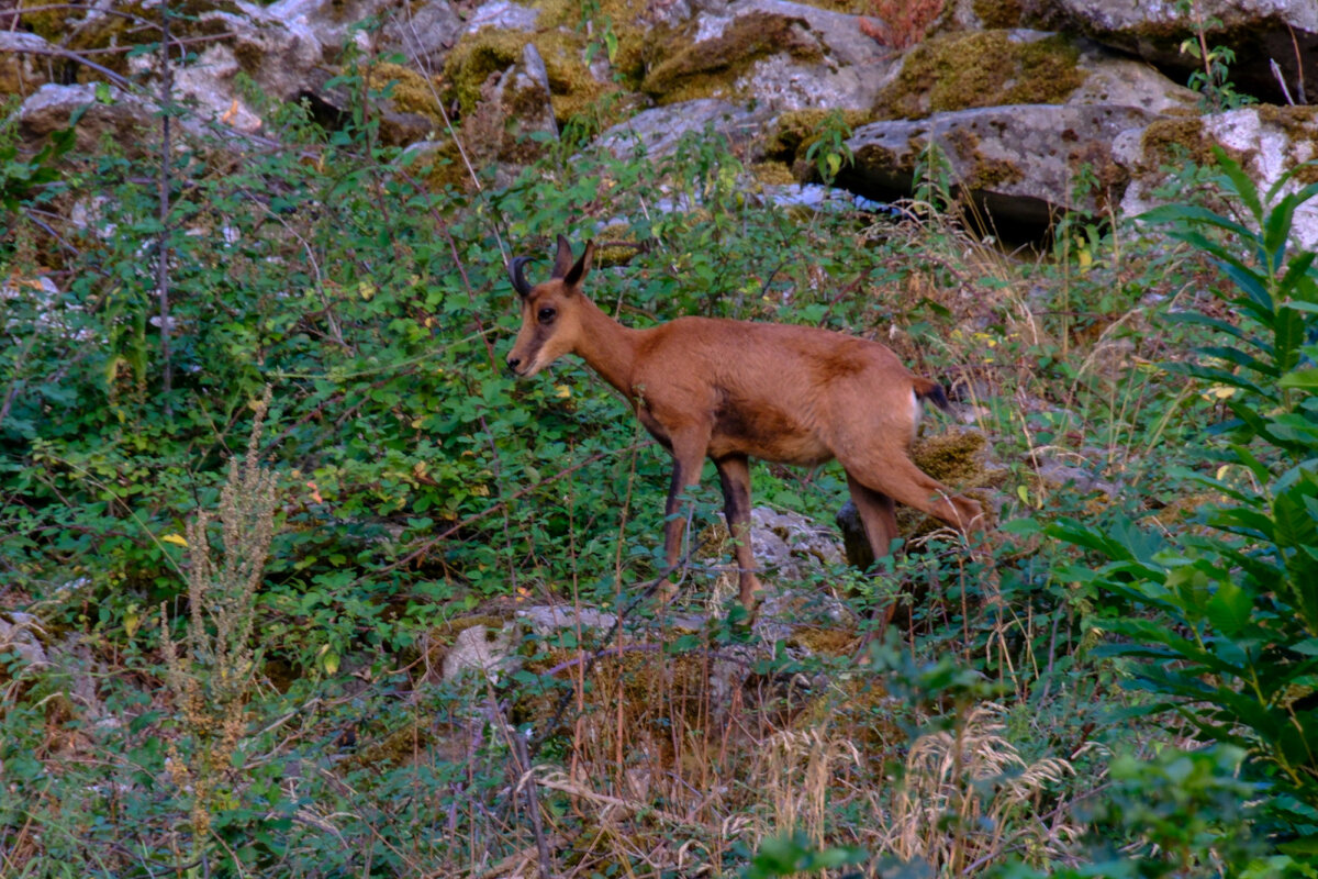 Случайная встреча в горах - Георгий А