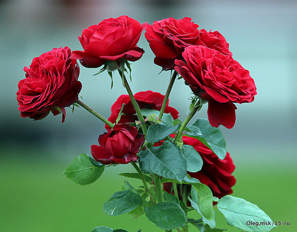 они на радость нам даны - Олег Лукьянов