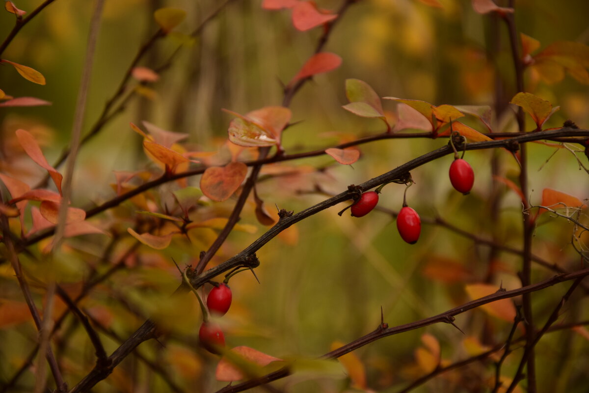 Осенняя пора - Мария Яковлева