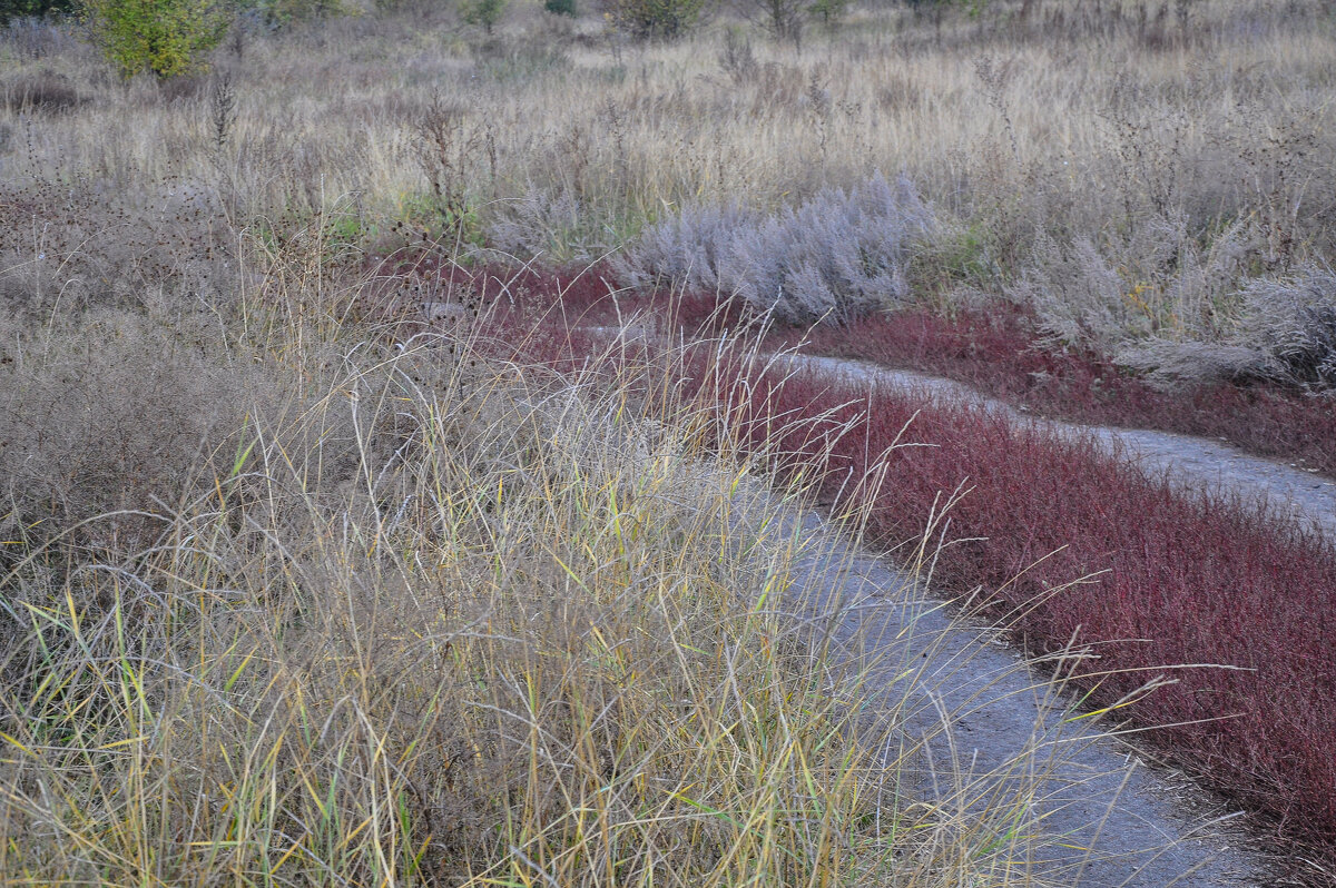Запах полыни дурманит - Татьяна Машошина