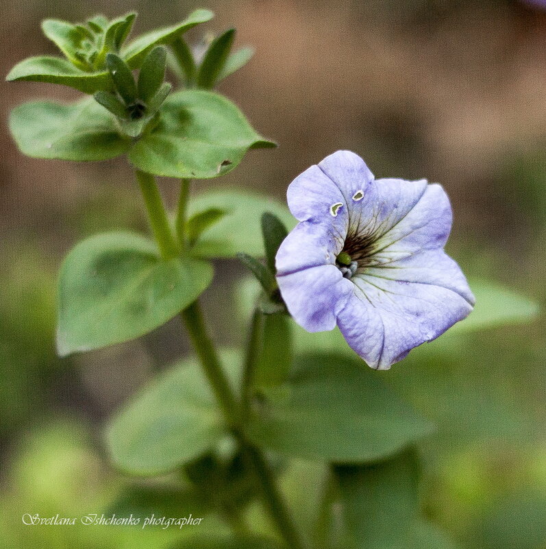 ... - Светлана Ищенко