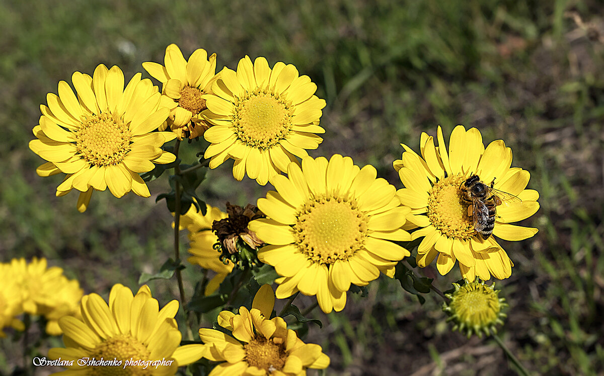 ... - Светлана Ищенко