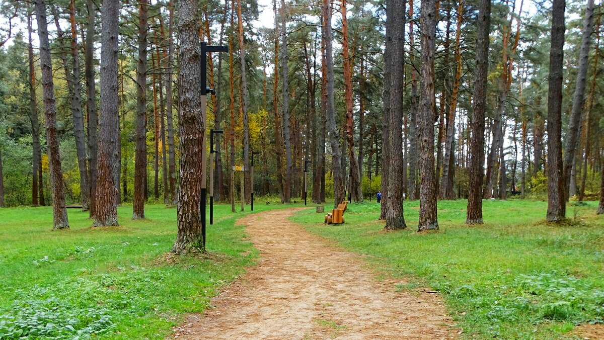 Осенний лес. - Милешкин Владимир Алексеевич 