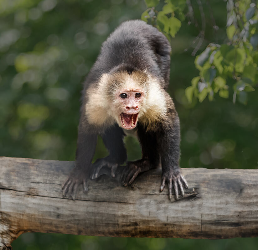 Капуцин - SanSan 