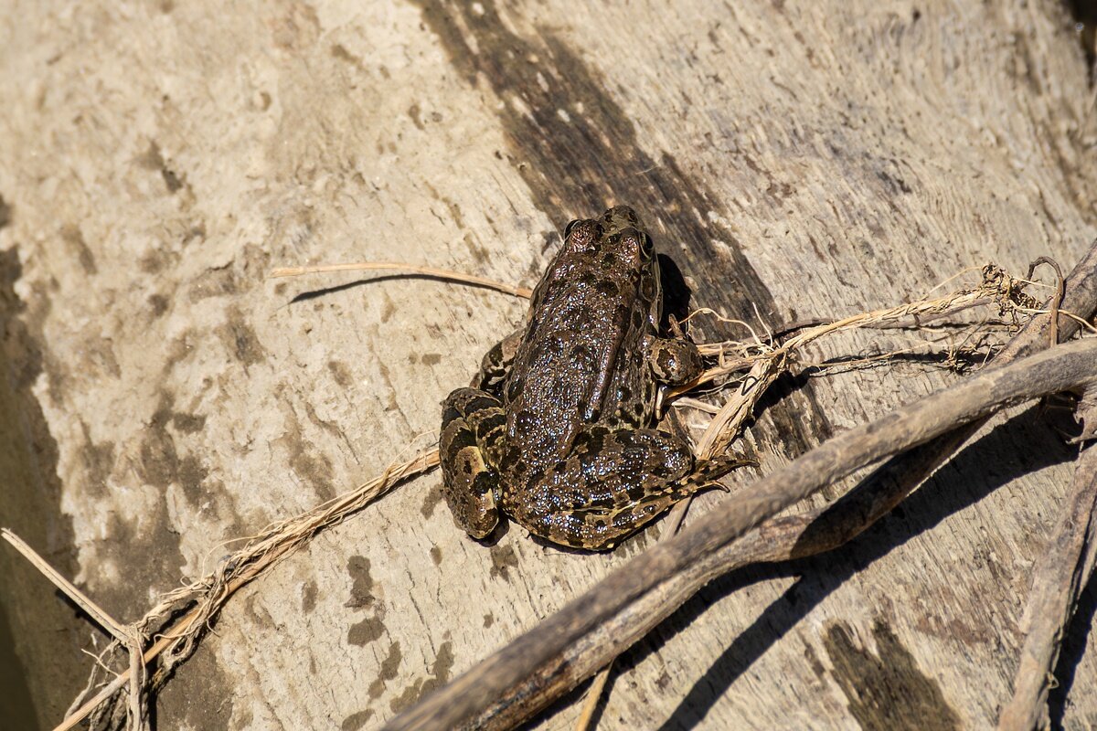 Лягушка - Игорь Сикорский