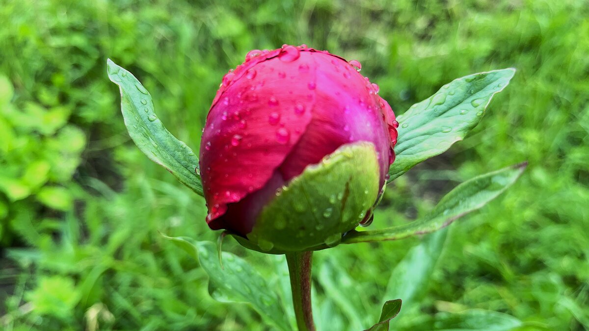 ***в капельках дождя*** - Olga Oskolkova