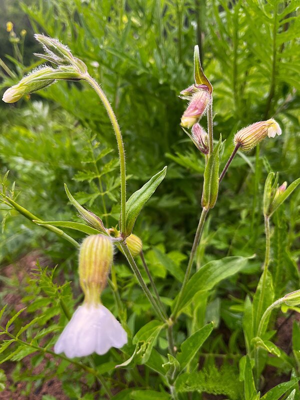 ***полевые - нежные и скромные*** - Olga Oskolkova