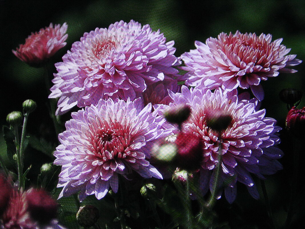 Красавицы - Людмила Смородинская