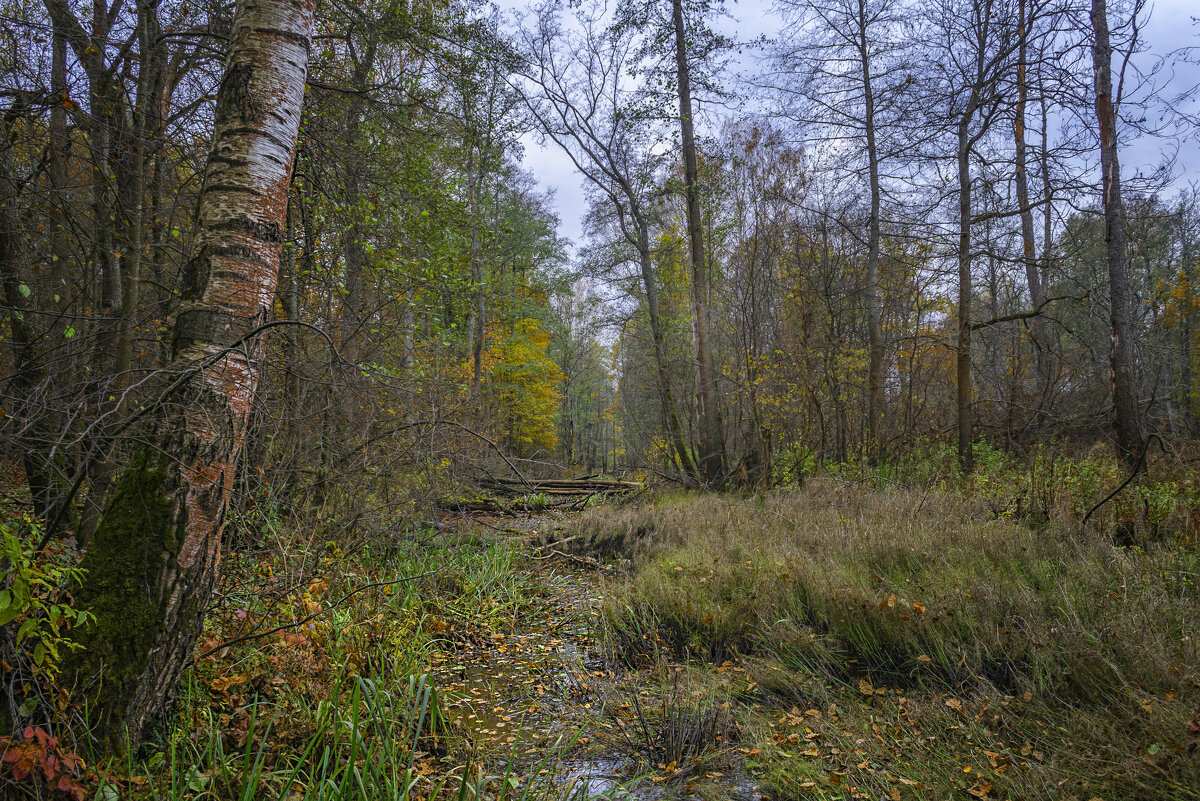 Октябрьское - Сергей Цветков