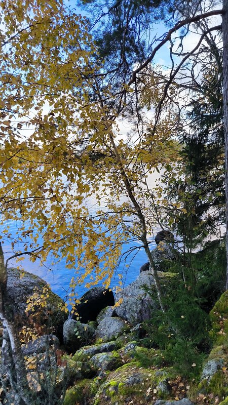 Вдоль Выборгского залива. - Ольга 