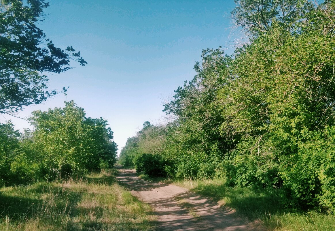 Лесная дорога - Андрей Хлопонин