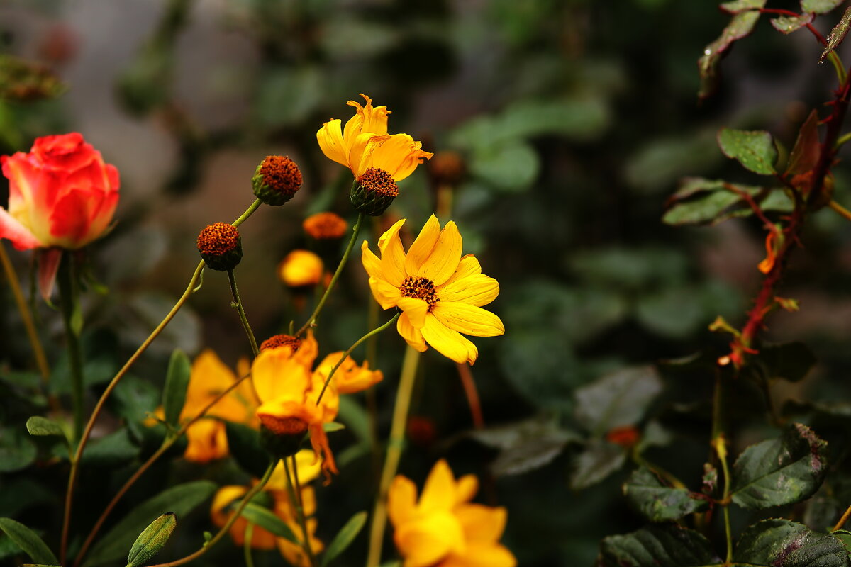 Осенние цветы - Юрий Гайворонскiий