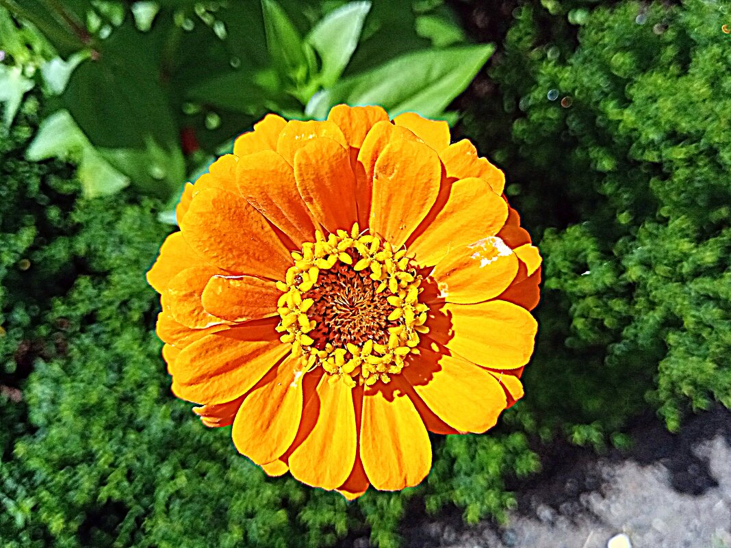 Цветы. - Владимир Драгунский