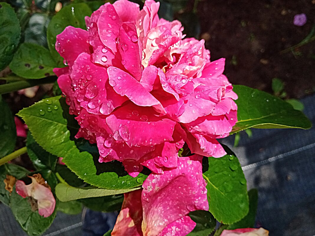 Роза. - Владимир Драгунский