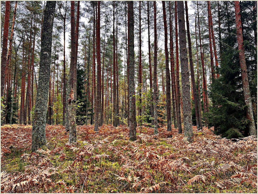 Лесная картинка. - Валерия Комова