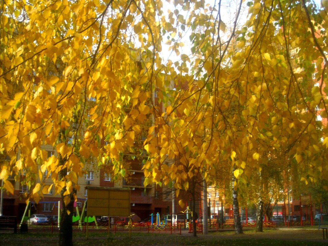 Золото осени - Елена Семигина