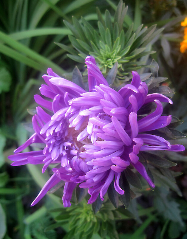 Астра - Елена Семигина