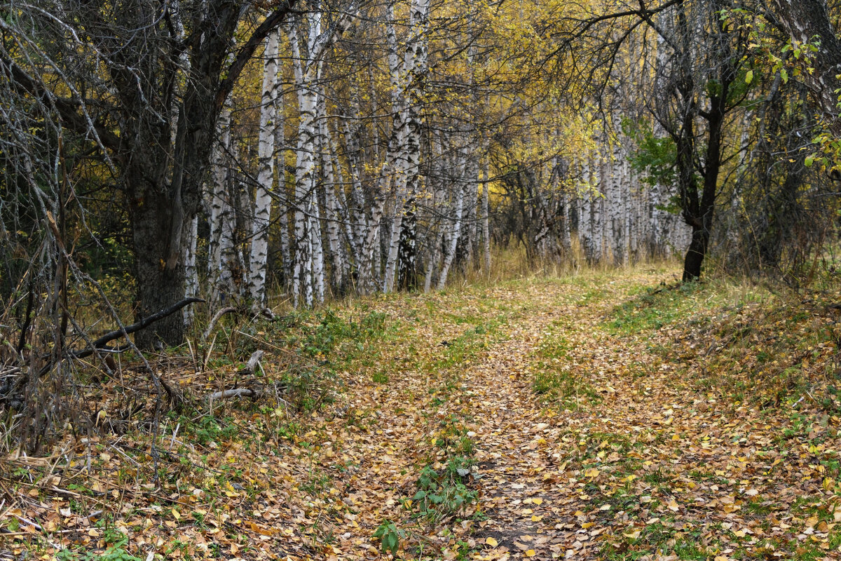 " В октябре и стар и млад наблюдает листопад! " - LudMila " В октябре и стар и млад наблюдает листопад! " - LudMila