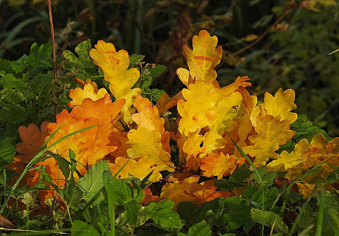 осень - ИННА ПОРОХОВА