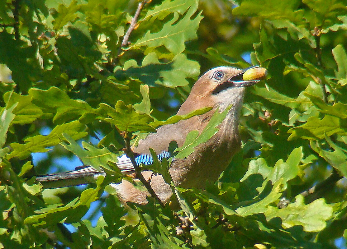 сойка с желудем - gawrilа - dan