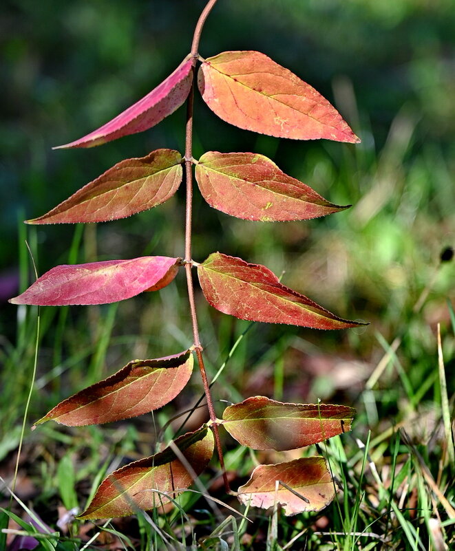 Листья бывают разные... - Николай Саржанов