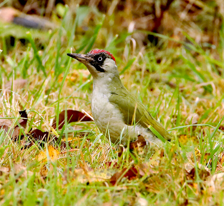 Зеленый дятел - Светлана 