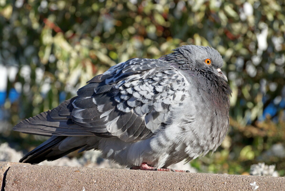 городской голубь - Андрей Катков