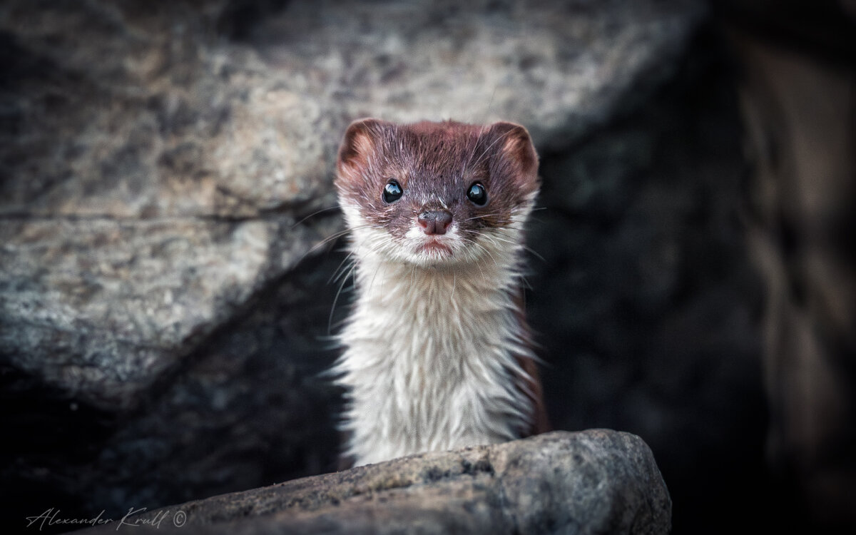 Маленькая и опасная - Александр К.