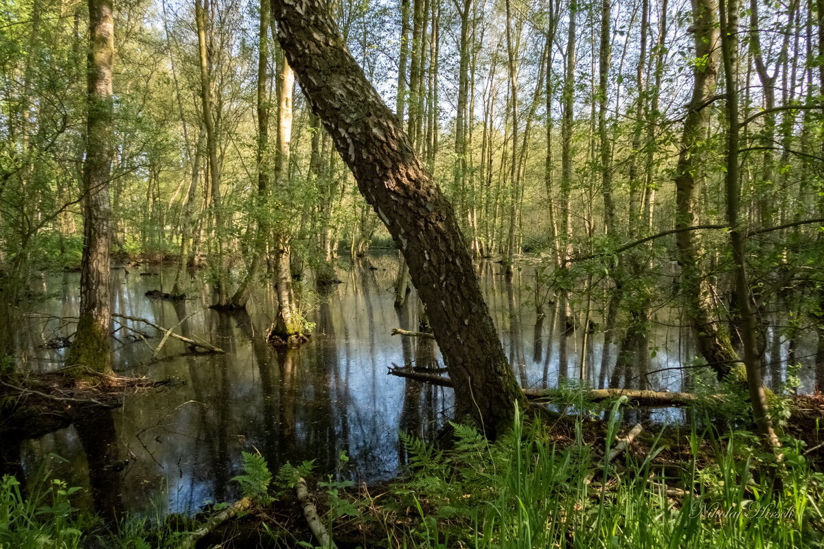 Когда много воды... - Николай Гирш