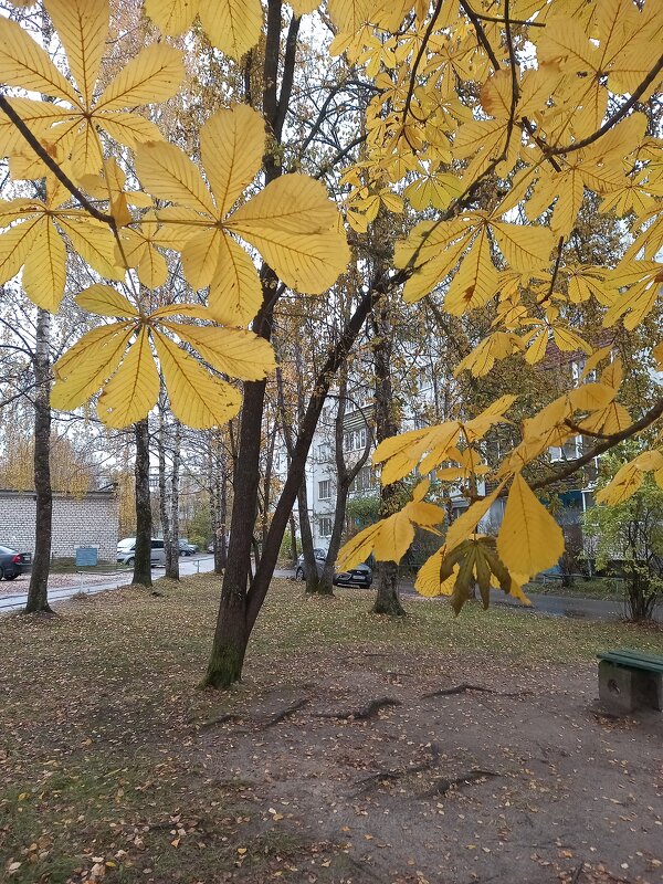 Каштан - BoxerMak Mak