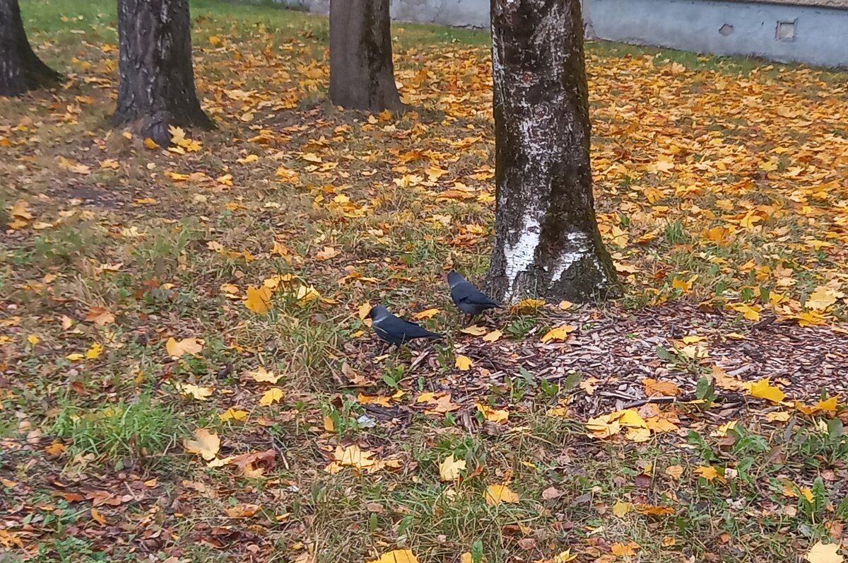 Галки - BoxerMak Mak