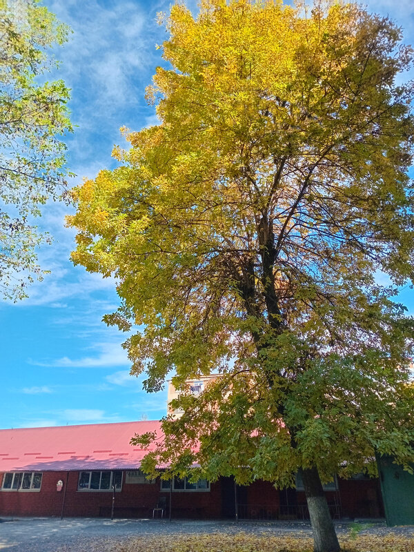 Середина осени - Татьяна Львова