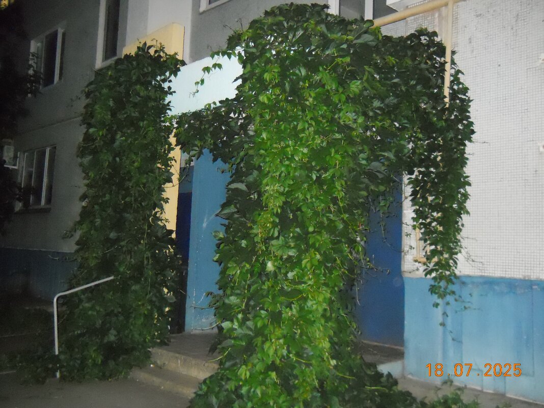 заросший лианами подъезд - fogmeadowww m