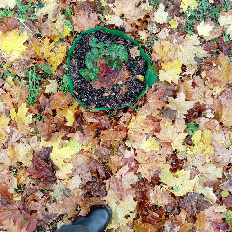 цветы на листьях - Владимир 