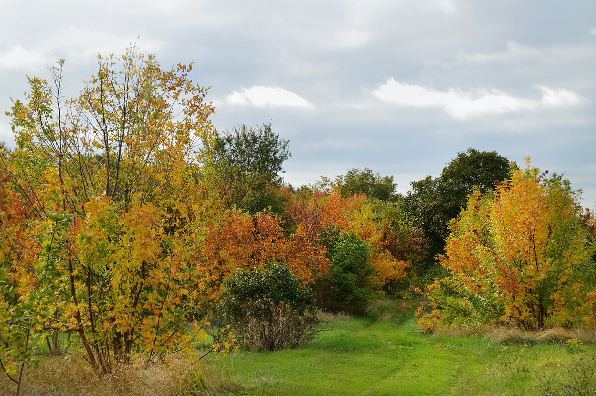 Разбросала осень краски, своей щедрою рукой... - Надежда Куркина Разбросала осень краски, своей щедрою рукой... - Надежда Куркина
