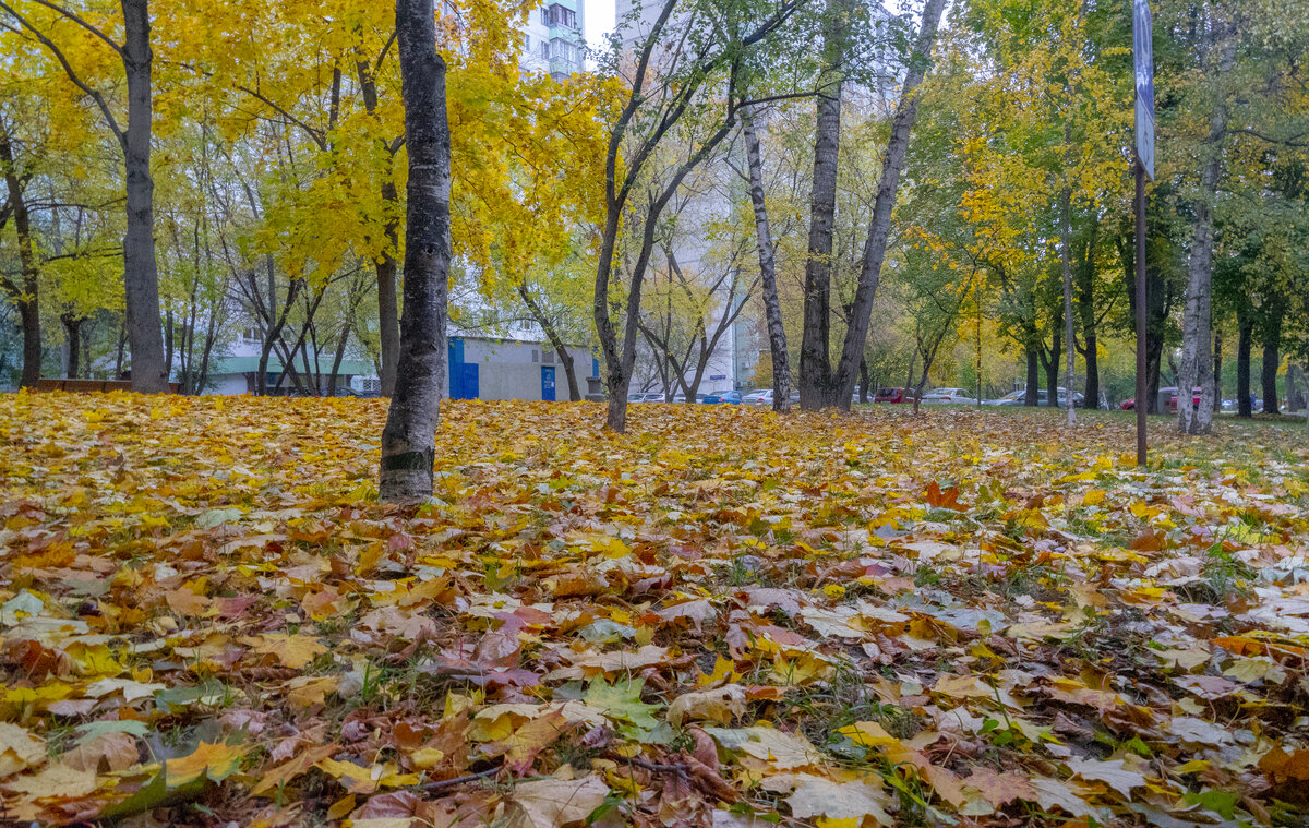 Осень в нашем дворе - Владимир Езеров 