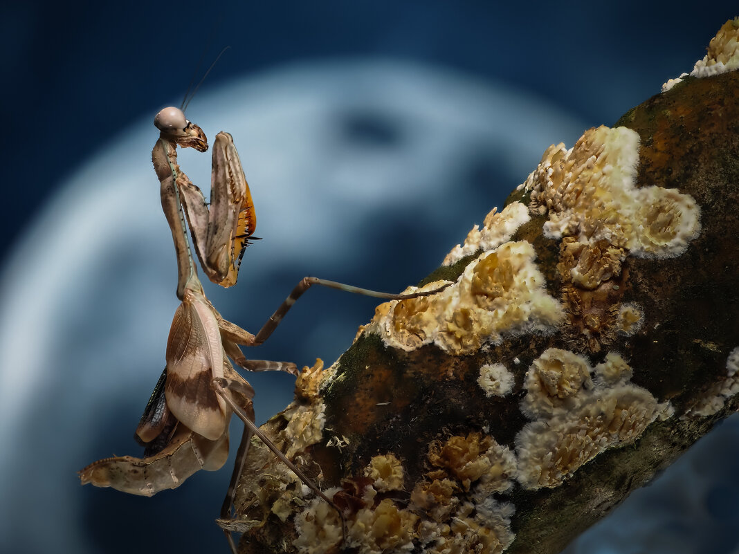 ... - Олег Савицкий ... - Олег Савицкий