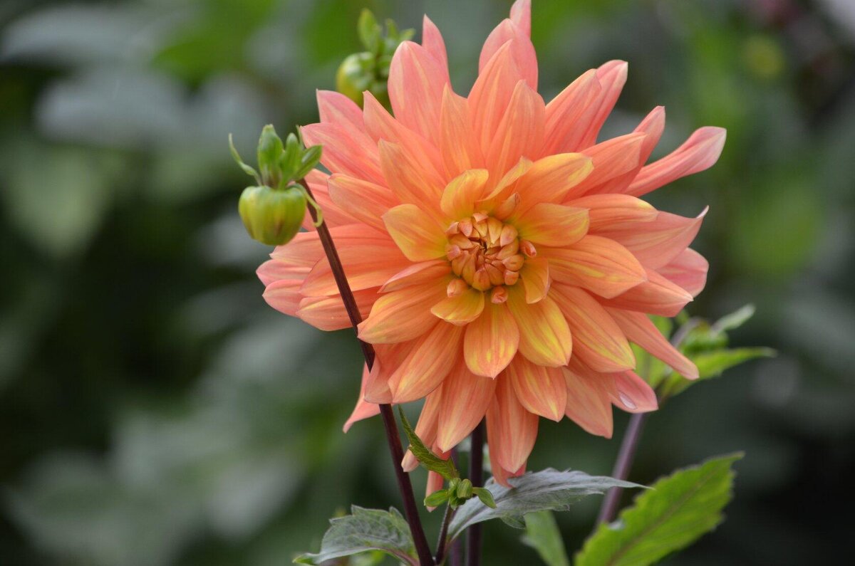 Георгин - Татьяна Тюменка