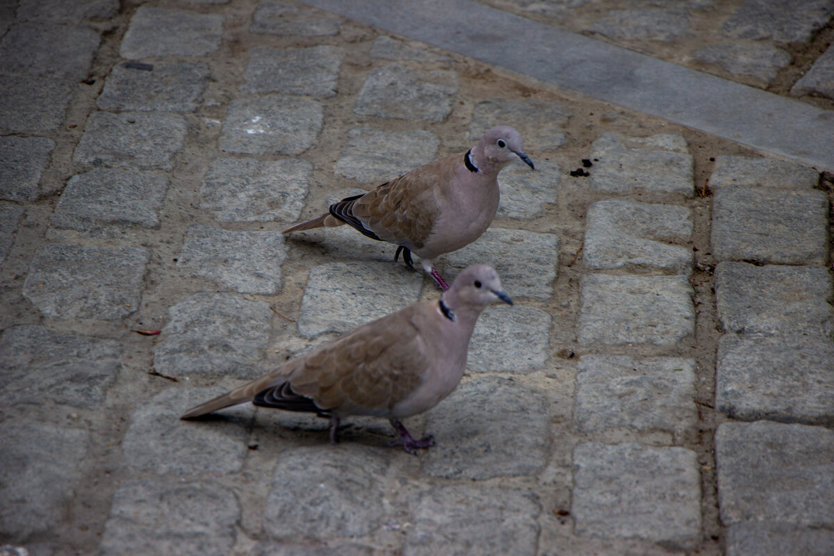Пешеходы... - Дмитрий А