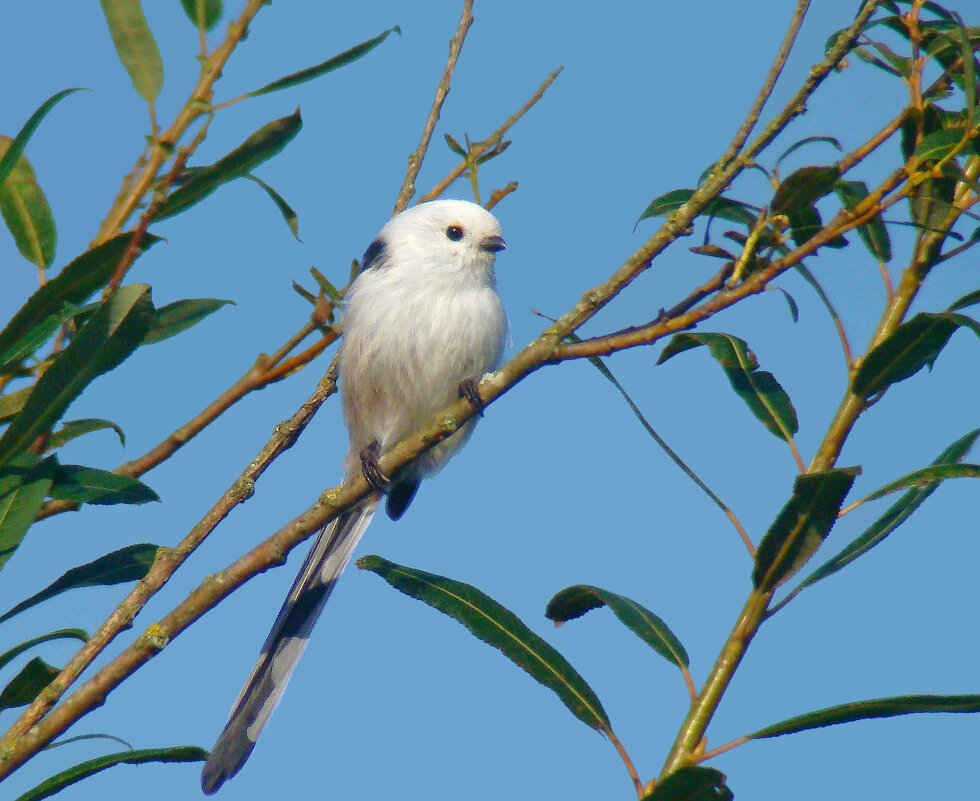 ополовник - gawrilа - dan