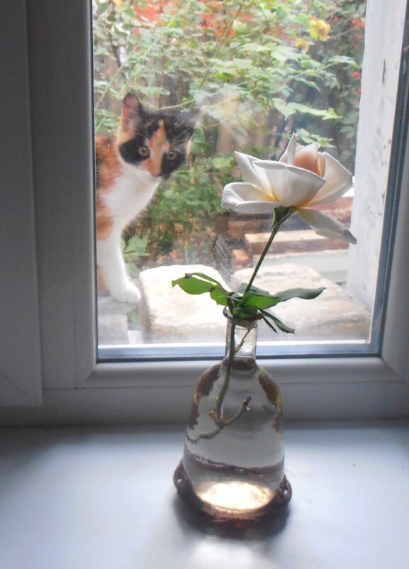 Бася увидела розу :) - Наталья 