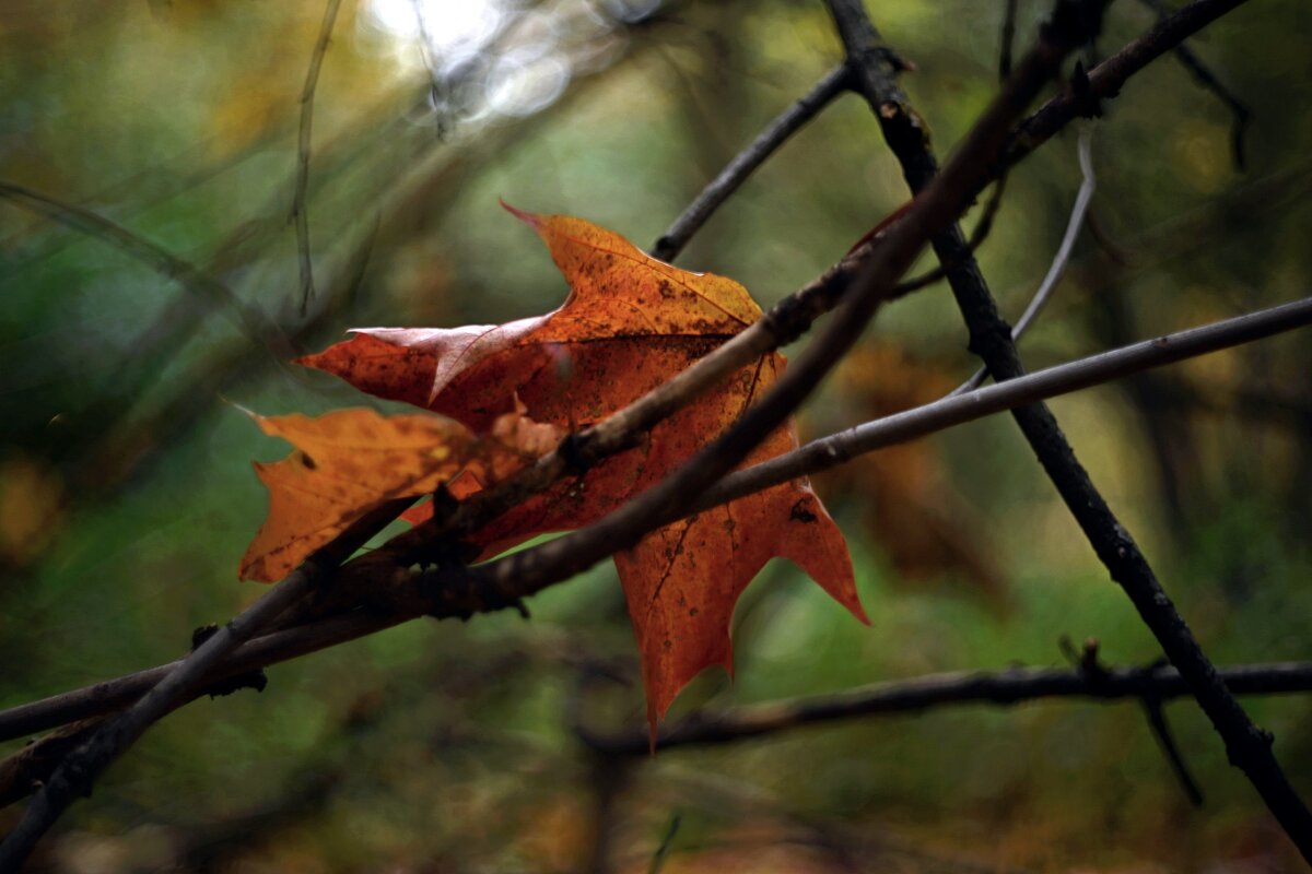 Осенний пазл - Александр Орлов Осенний пазл - Александр Орлов