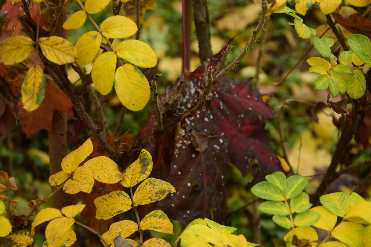 Разноцветные краски листиков - Мария Яковлева
