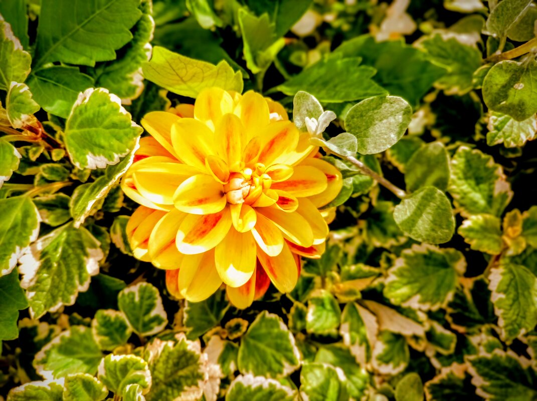 Георгин - Veera V