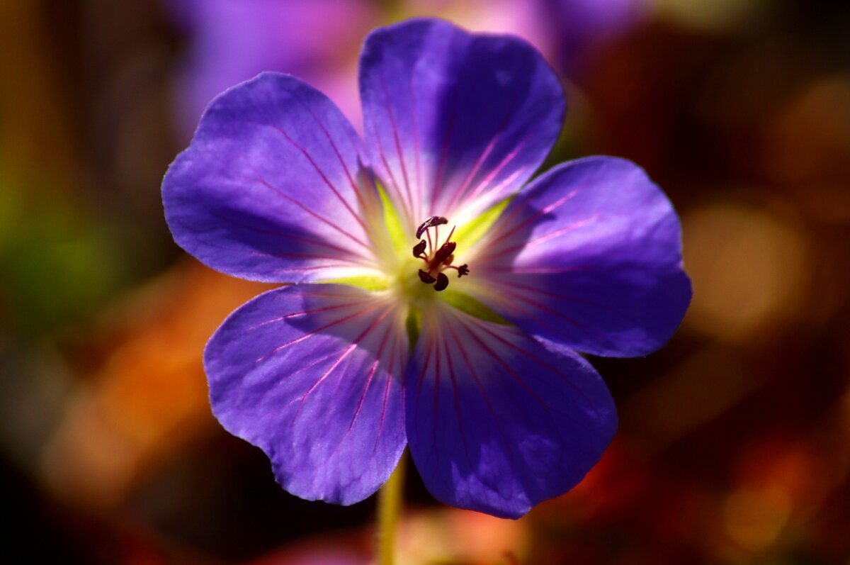 Доброе утро - Юрий. Шмаков