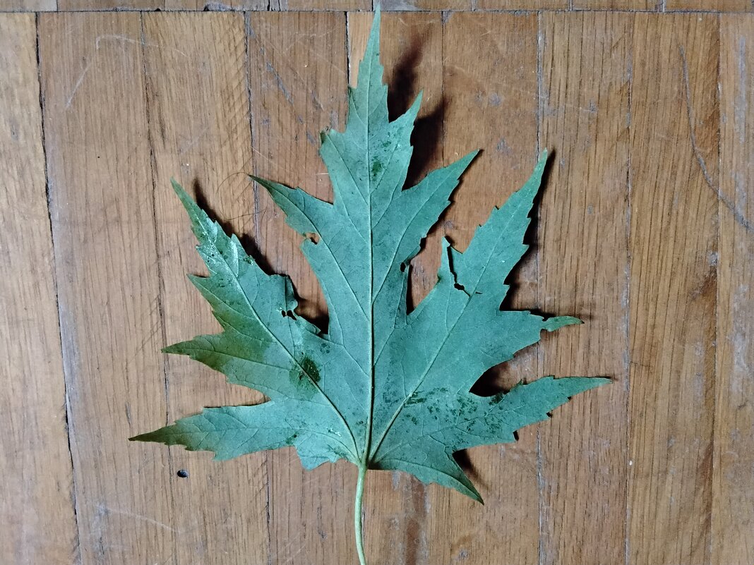 Кленовый листочек - Дмитрий Никитин Кленовый листочек - Дмитрий Никитин